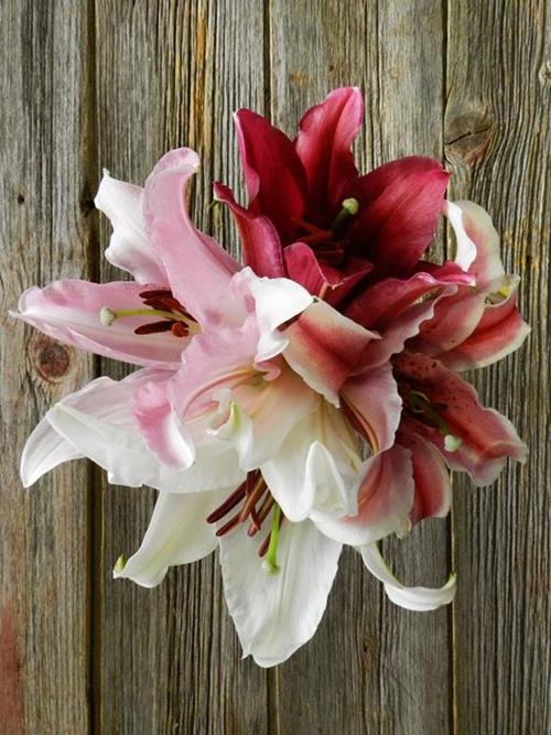 3/S ASSORTED ORIENTAL LILIES